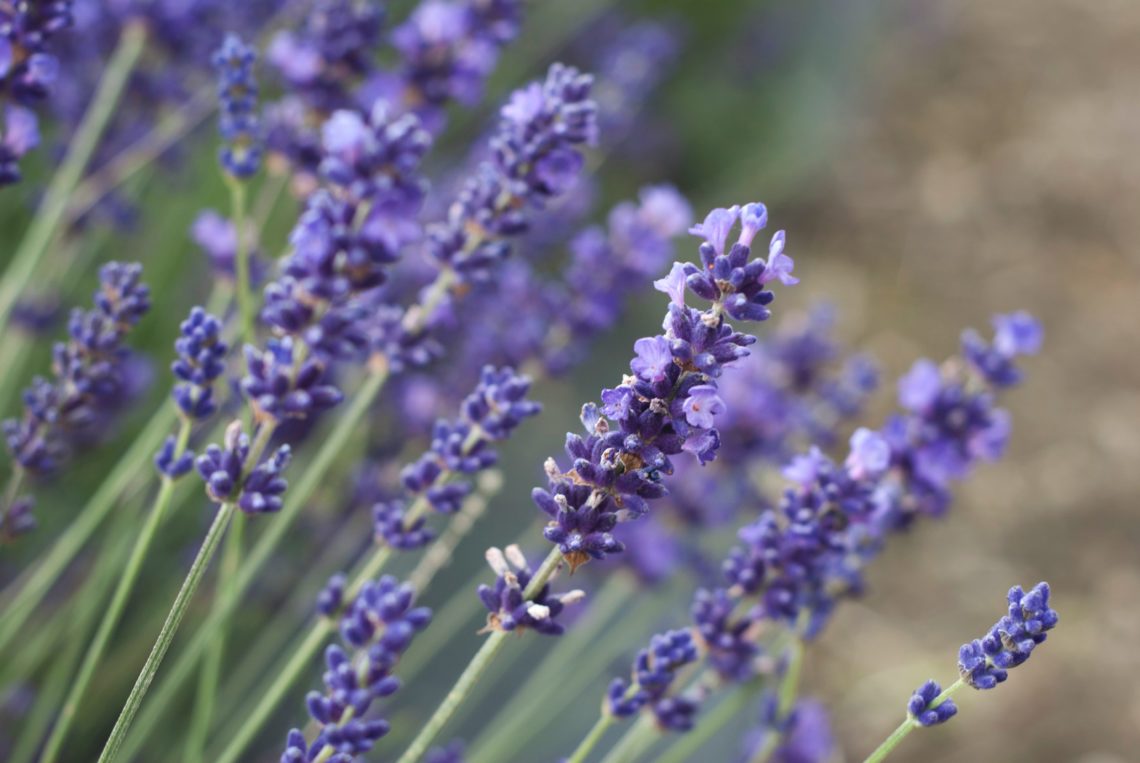 Lavendel Aromatherapie