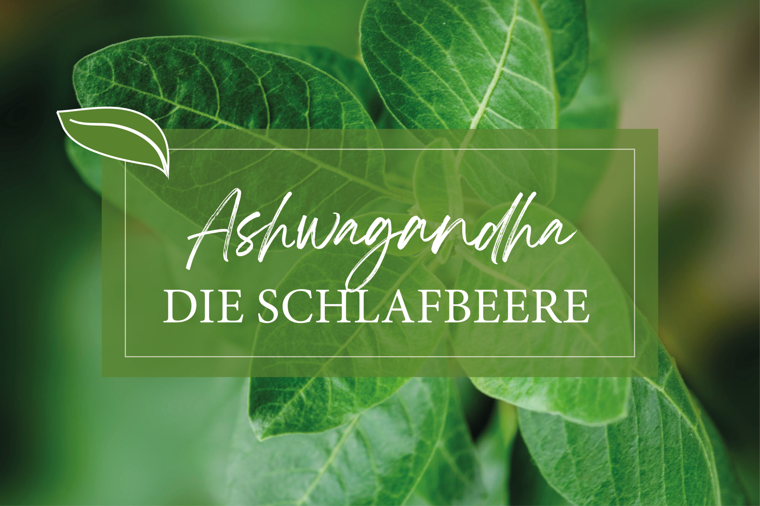 Ashwagandha –  Die Schlafbeere