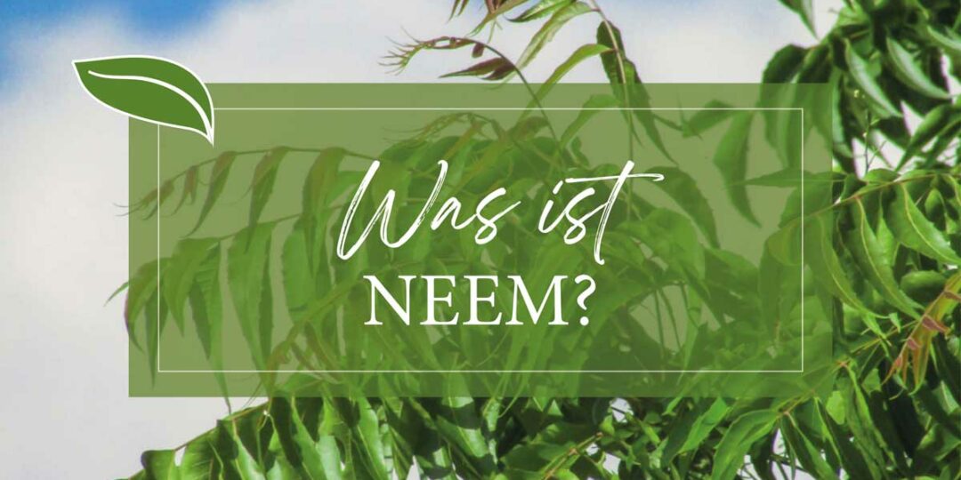 Baum Neem