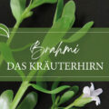 Brahmi