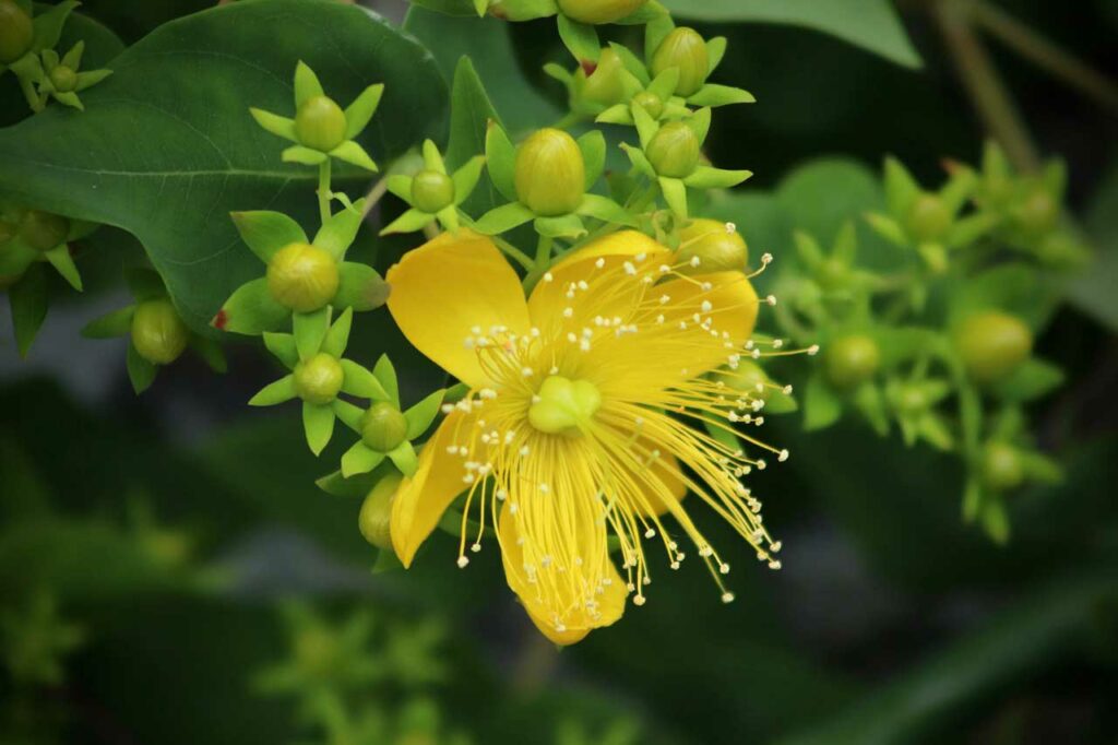 gelbe Johanniskraut Pflanze