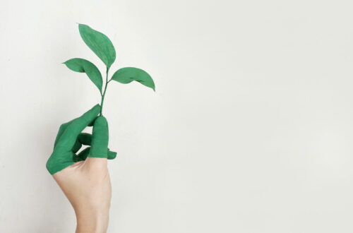 Frauenhand ist bis zur Hälfte grün angemalt und hält eine grüne Pflanze in die Luft