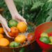 Frau wäscht frisches Bio Obst draussen in einer Wasserschüssel