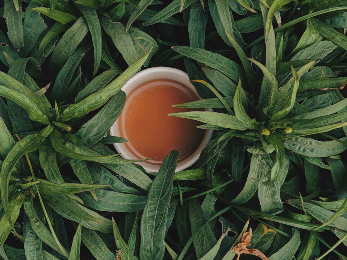 Tasse Tee gegen Übelkeit steht zwischen grünen Pflanzen