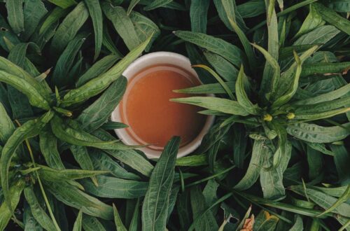 Tasse Tee gegen Übelkeit steht zwischen grünen Pflanzen