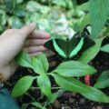 Frau hält einen grünen Schmetterling unter einer Pflanze