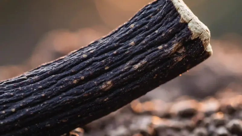 Süßholzwurzel – die Ayurvedische Heilpflanze