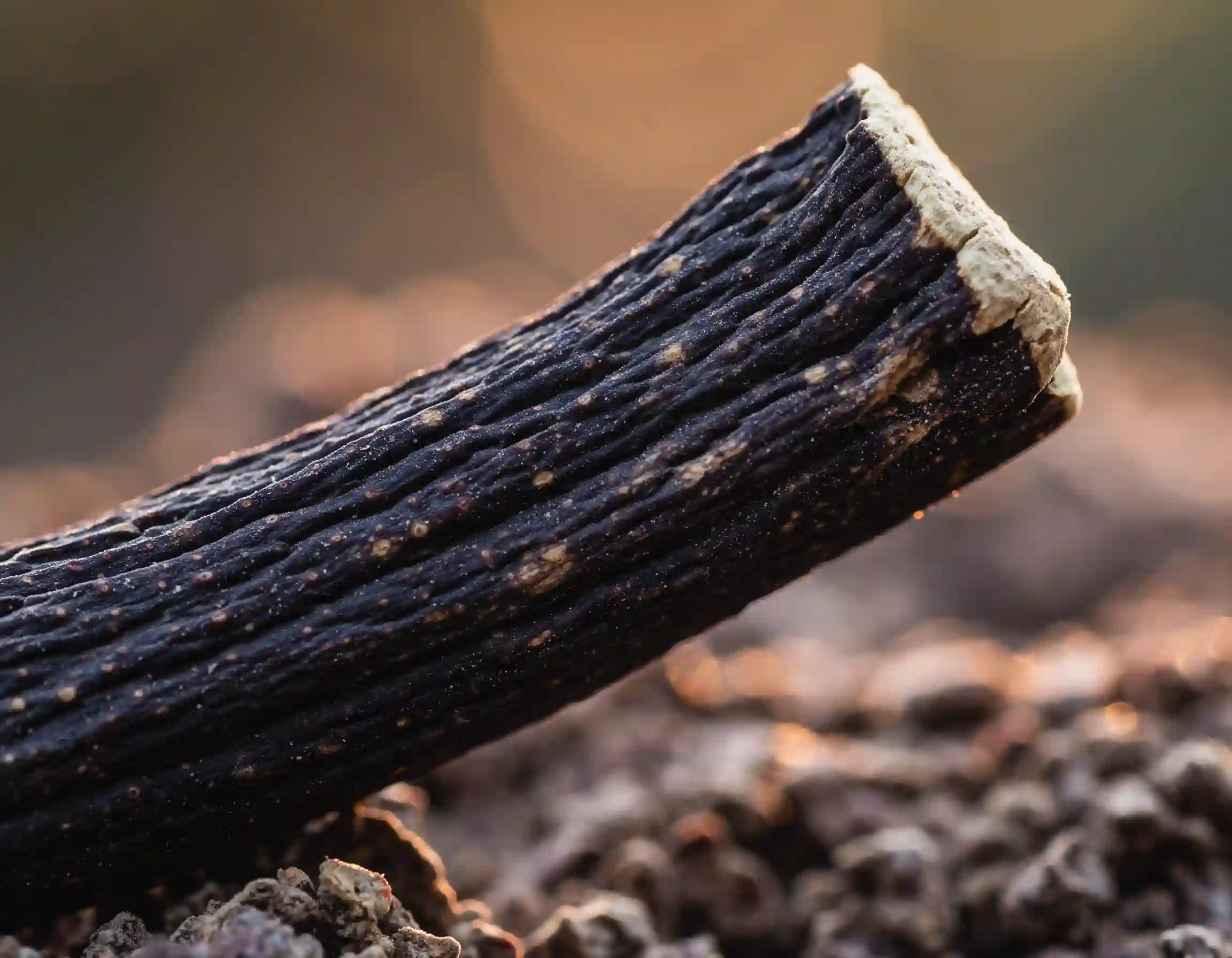 Süßholzwurzel – die Ayurvedische Heilpflanze