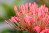 Ashoka Pflanze mit roten Blütenblättern