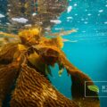 Algen schwimmen oben an der Meeresoberfläche