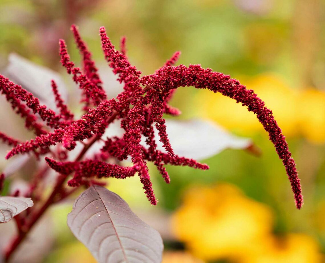 Rote Amaranth Pflanze mit roten blühenden Blättern