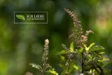 Tulsi Pflanze mit kleinen Blüten