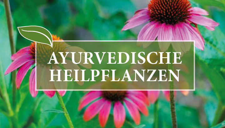 Ayurvedische Heilpflanzen