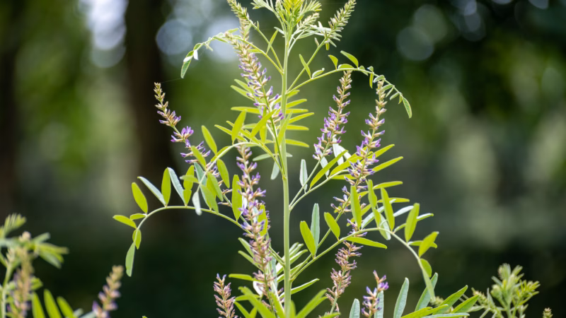 Licorice im Ayurveda – Das harmonisierende Süßholz
