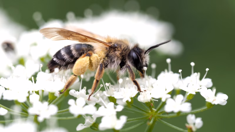 Effektive Hausmittel bei Bienenstich – Tipps & Tricks