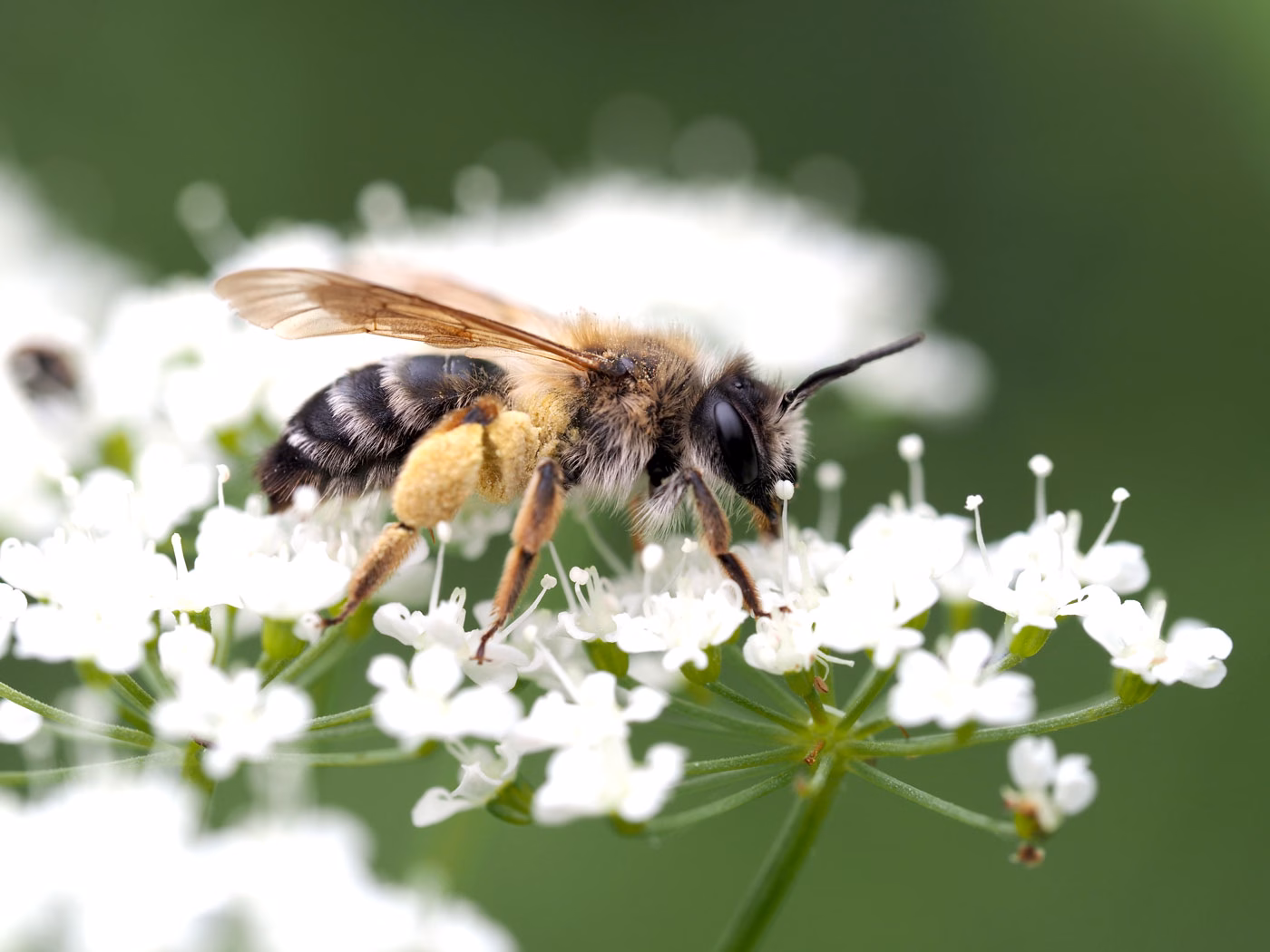 Effektive Hausmittel bei Bienenstich – Tipps & Tricks