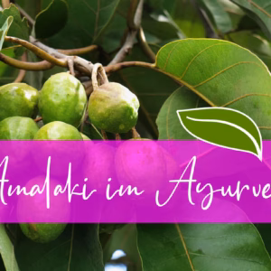 Amalaki – das ayurvedische Superkraut für Jugend & Immunstärke