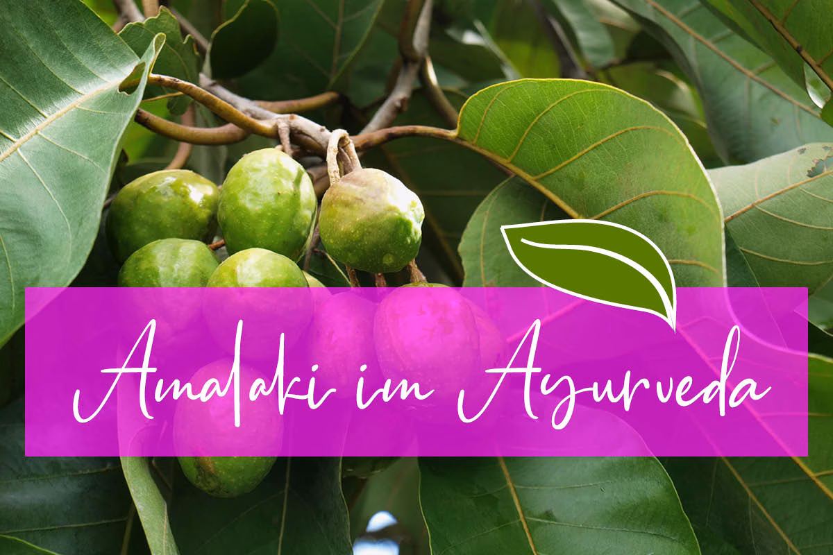 Amalaki – das ayurvedische Superkraut für Jugend & Immunstärke